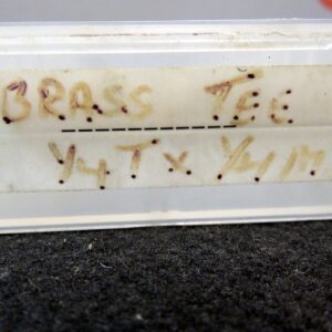 Eaton Brass Tee Threaded 1/4" T X 1/4" M New Lot of 10