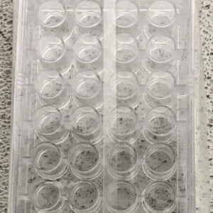 NEW Lot of 8 Fisherbrand Flat Bottom Sealed Tissue Culture Plates 24 Wells 258E